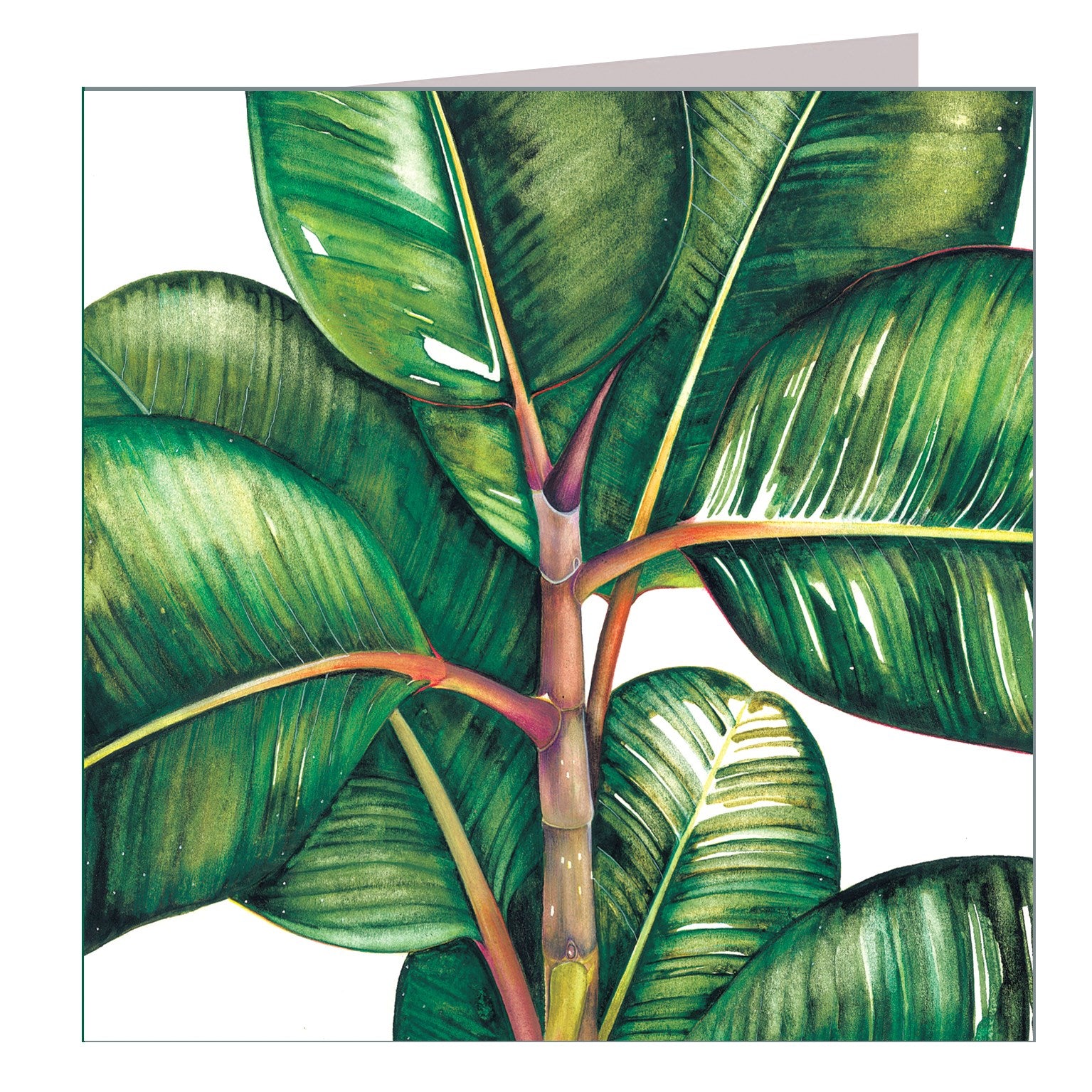 BT01 ficus benghalesis greetings card