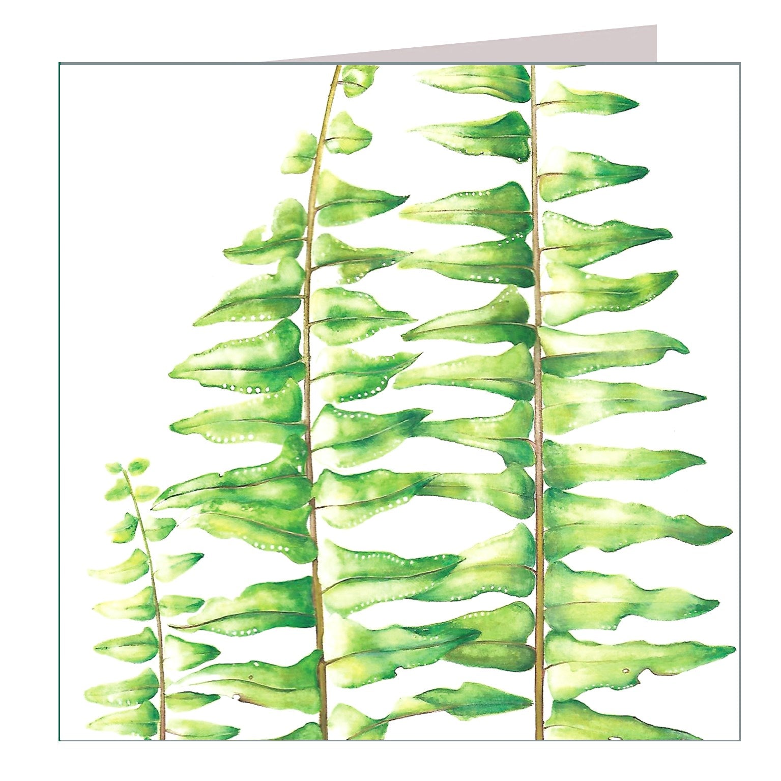 BT03 sword fern greetings card