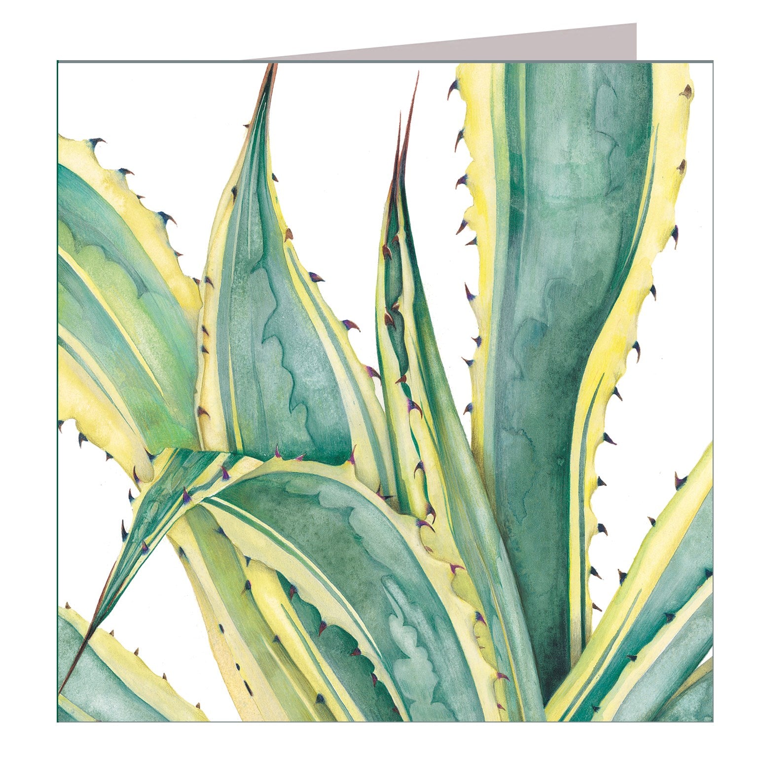 BT04 agave greetings card