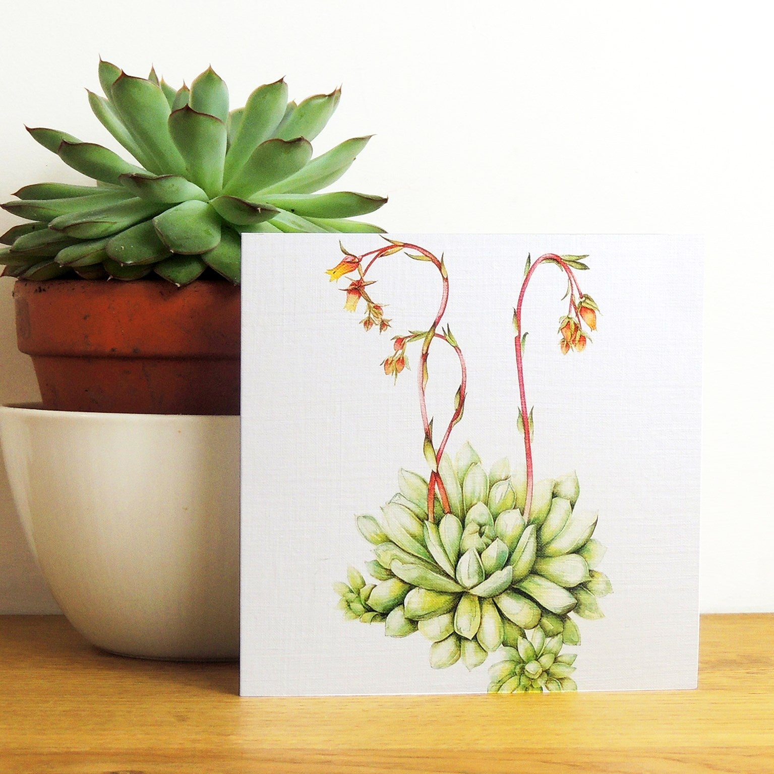 mixed botanical greetings card pack 3