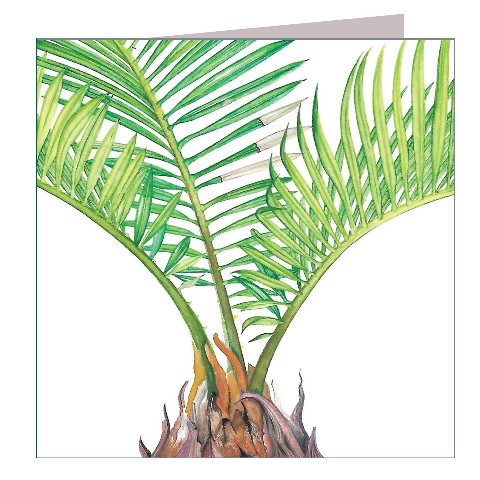 BT05 sago palm greetings card