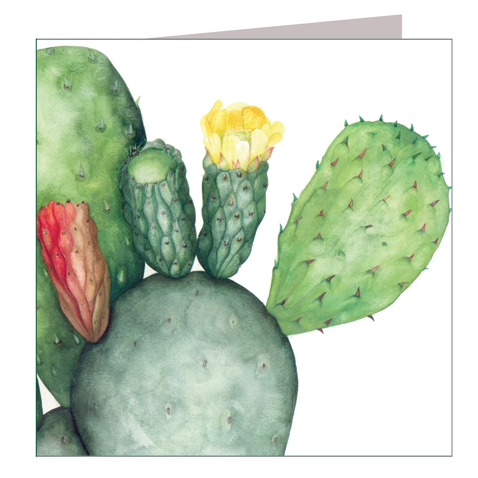 BT07 prickly pear greetings card