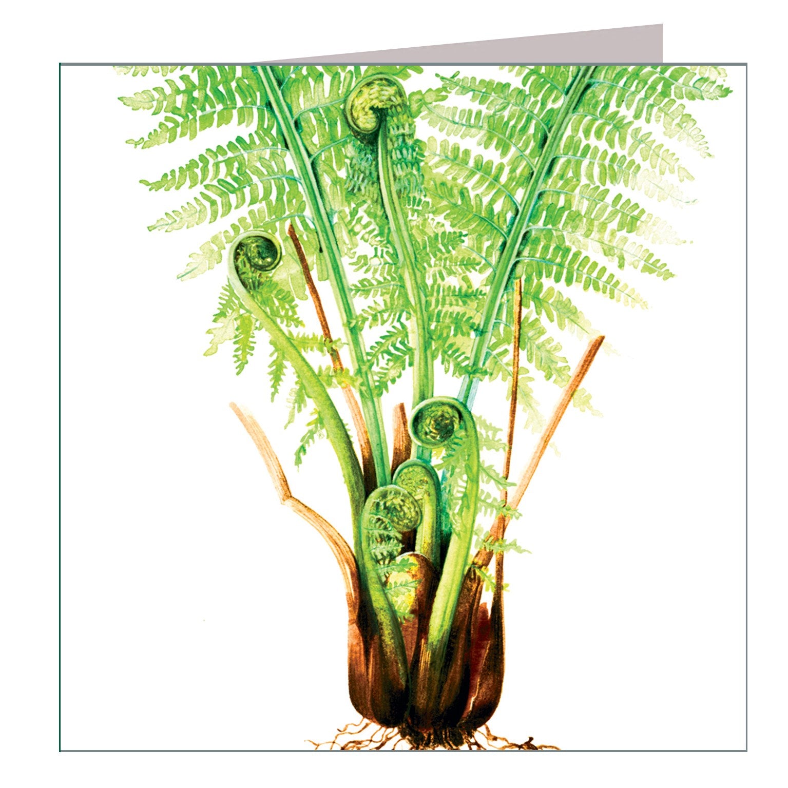 BT08 fern greetings card