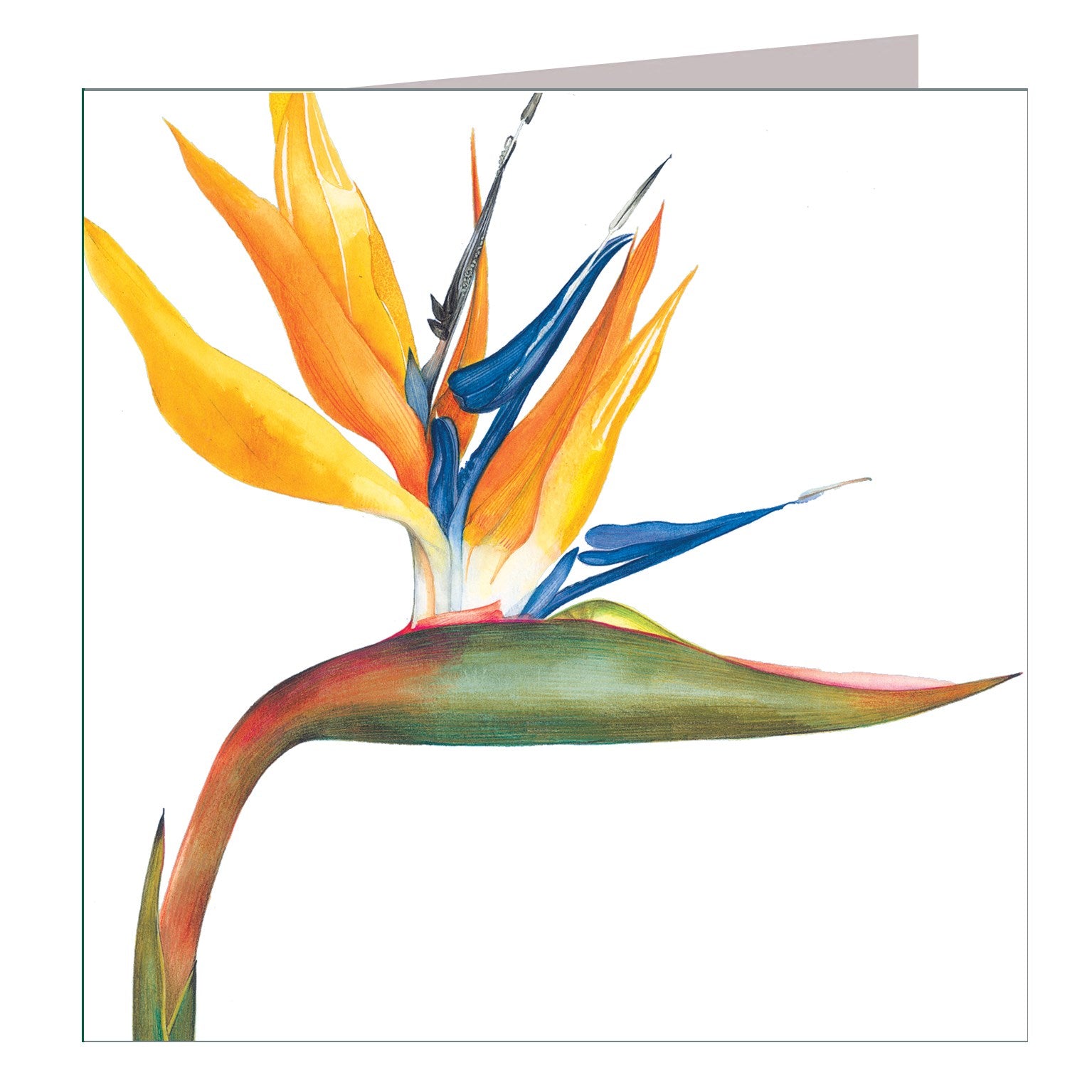 BT09 bird of paradise greetings card