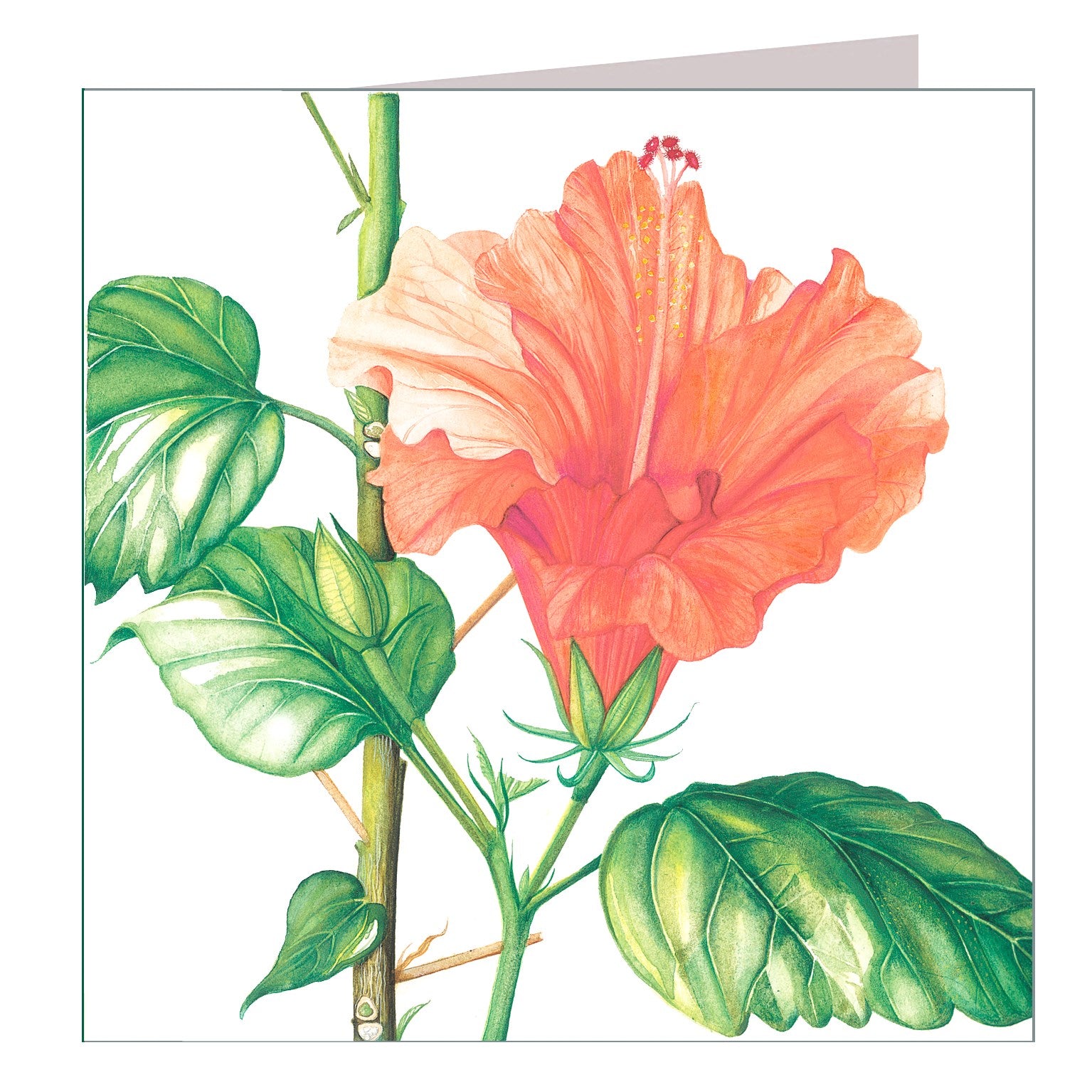 BT10 hibiscus greetings card