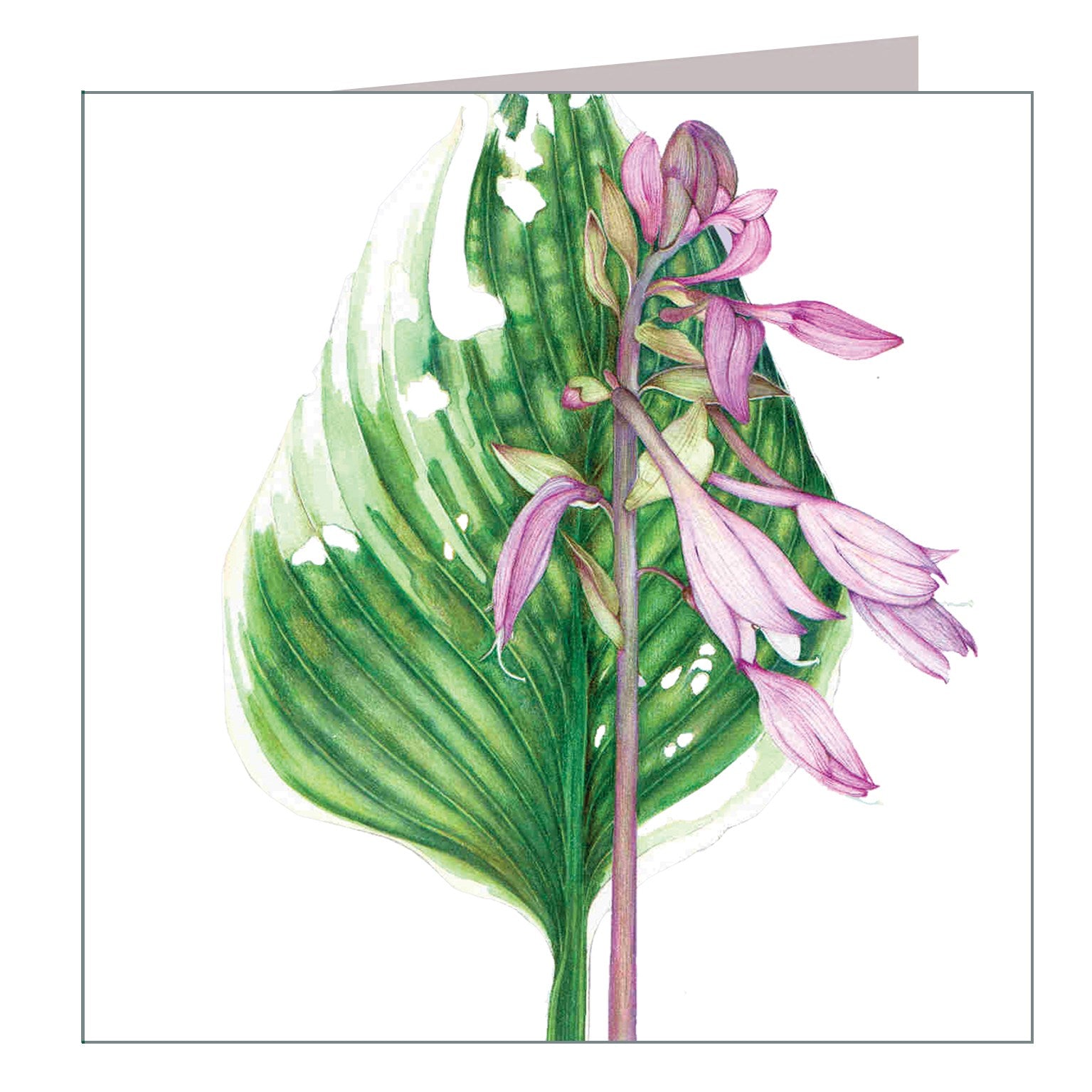 BT11 hosta greetings card