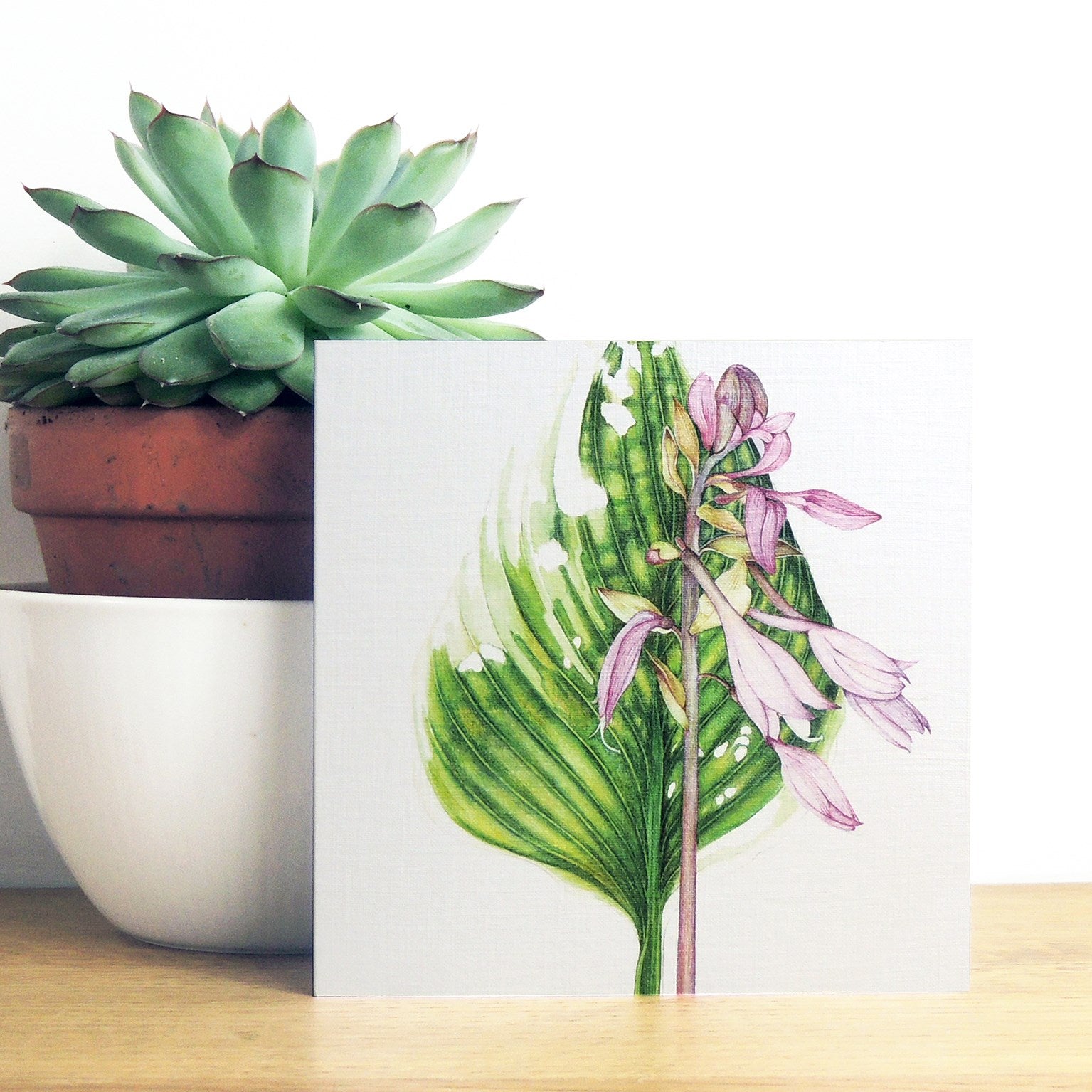 BT11 hosta greetings card