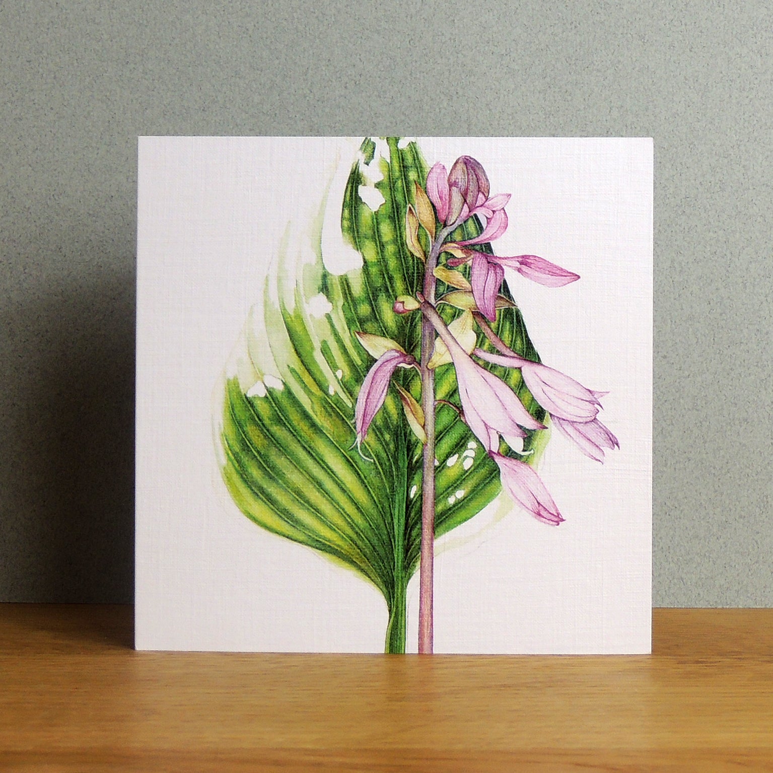 BT11 hosta greetings card