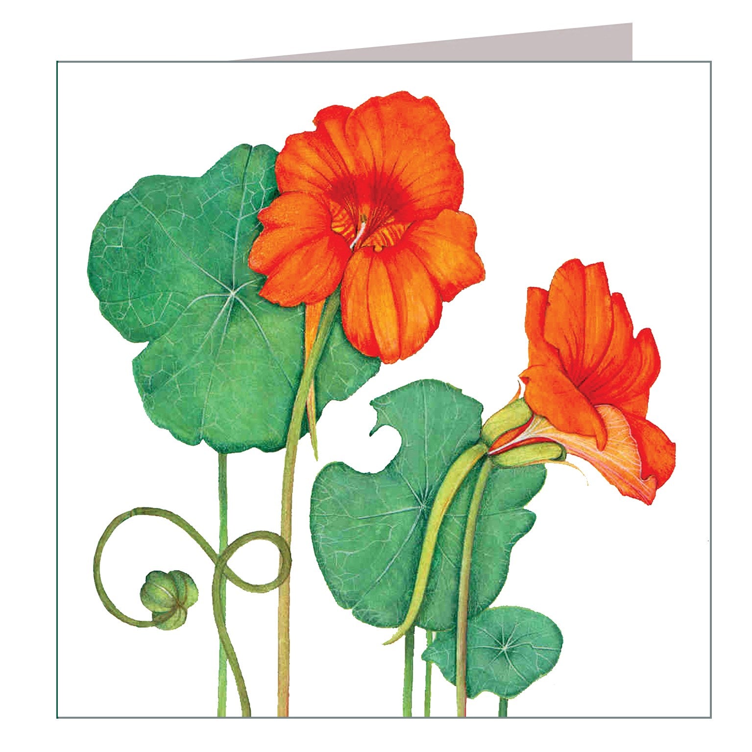 BT15 nasturtium greetings card