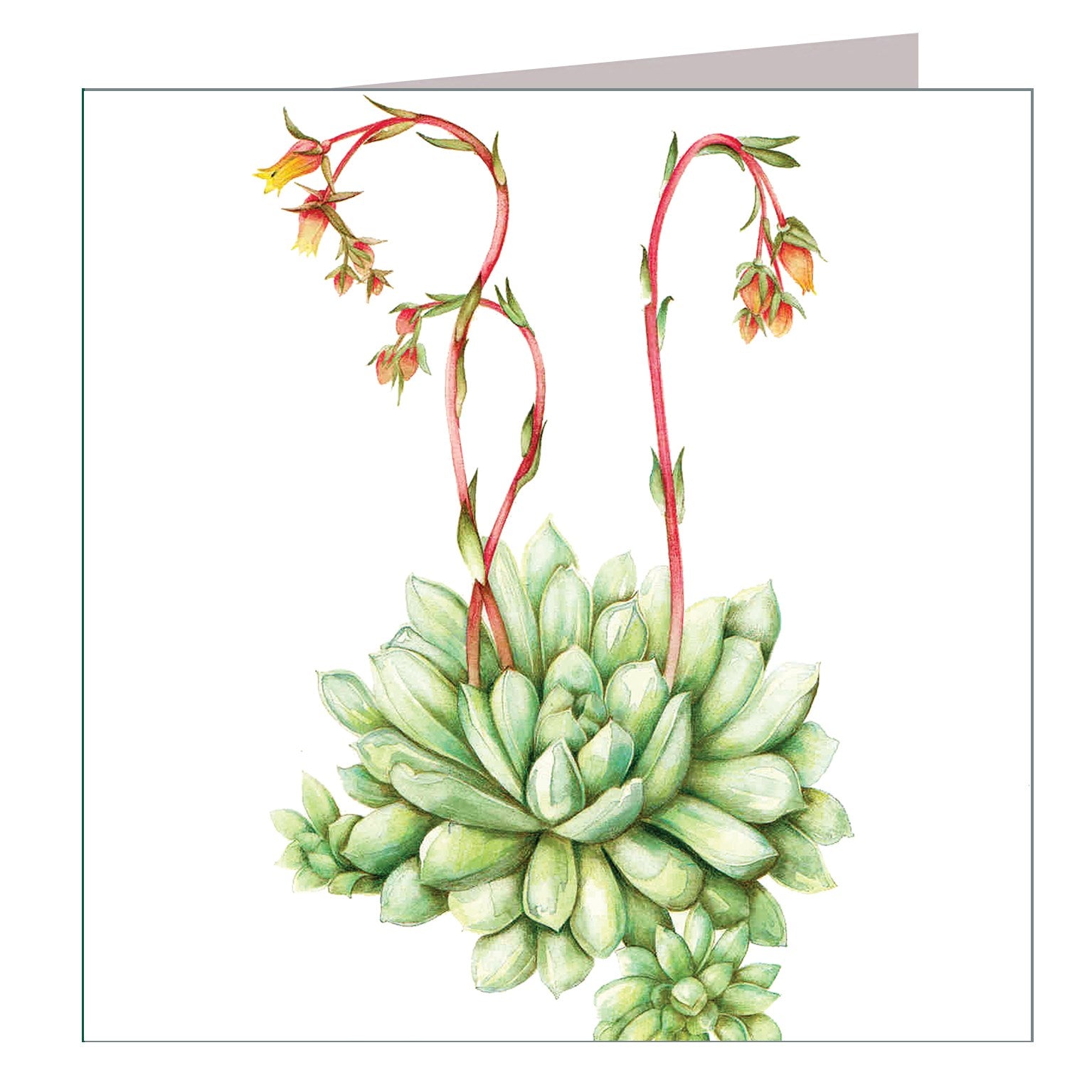 BT16 echeveria greetings card