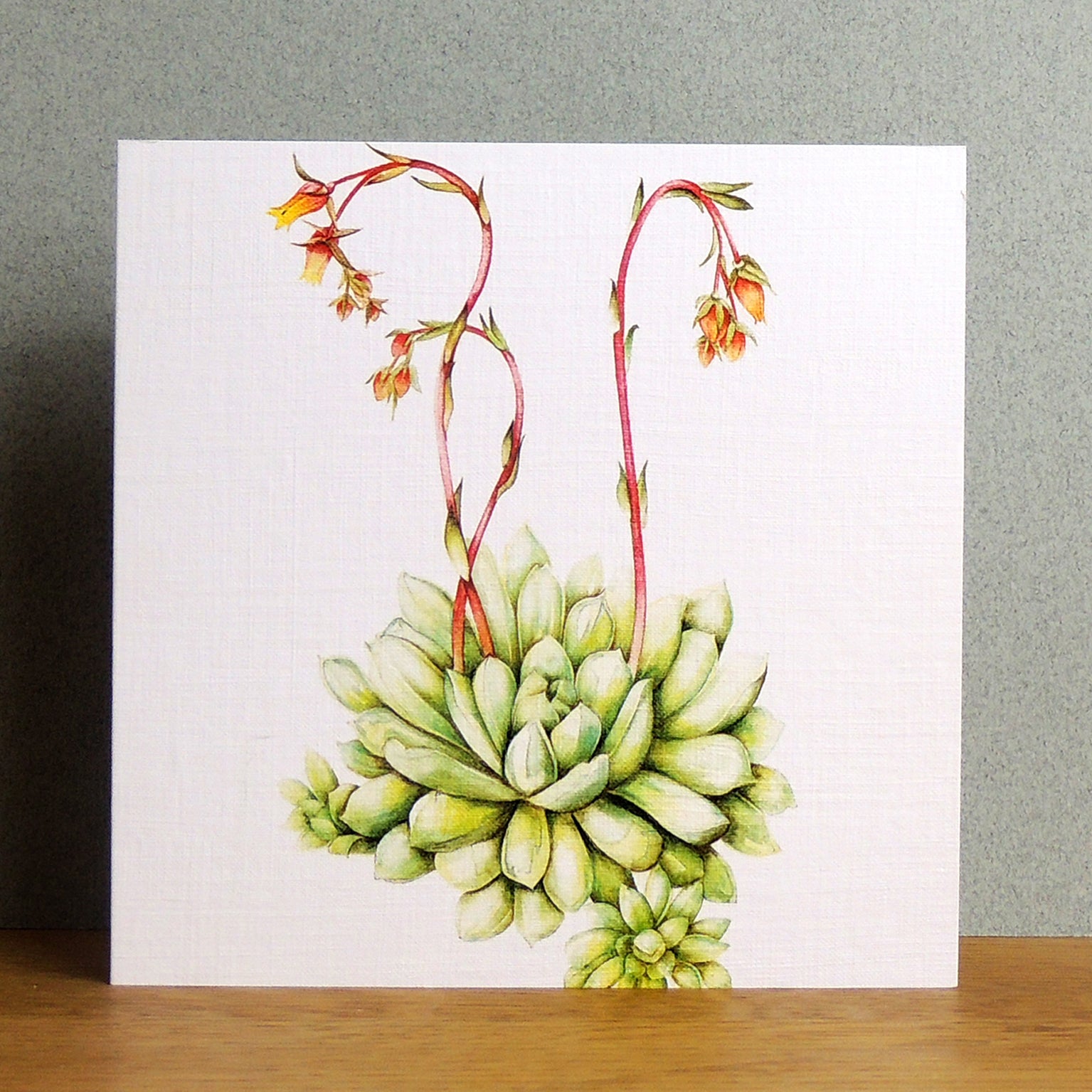 BT16 echeveria greetings card