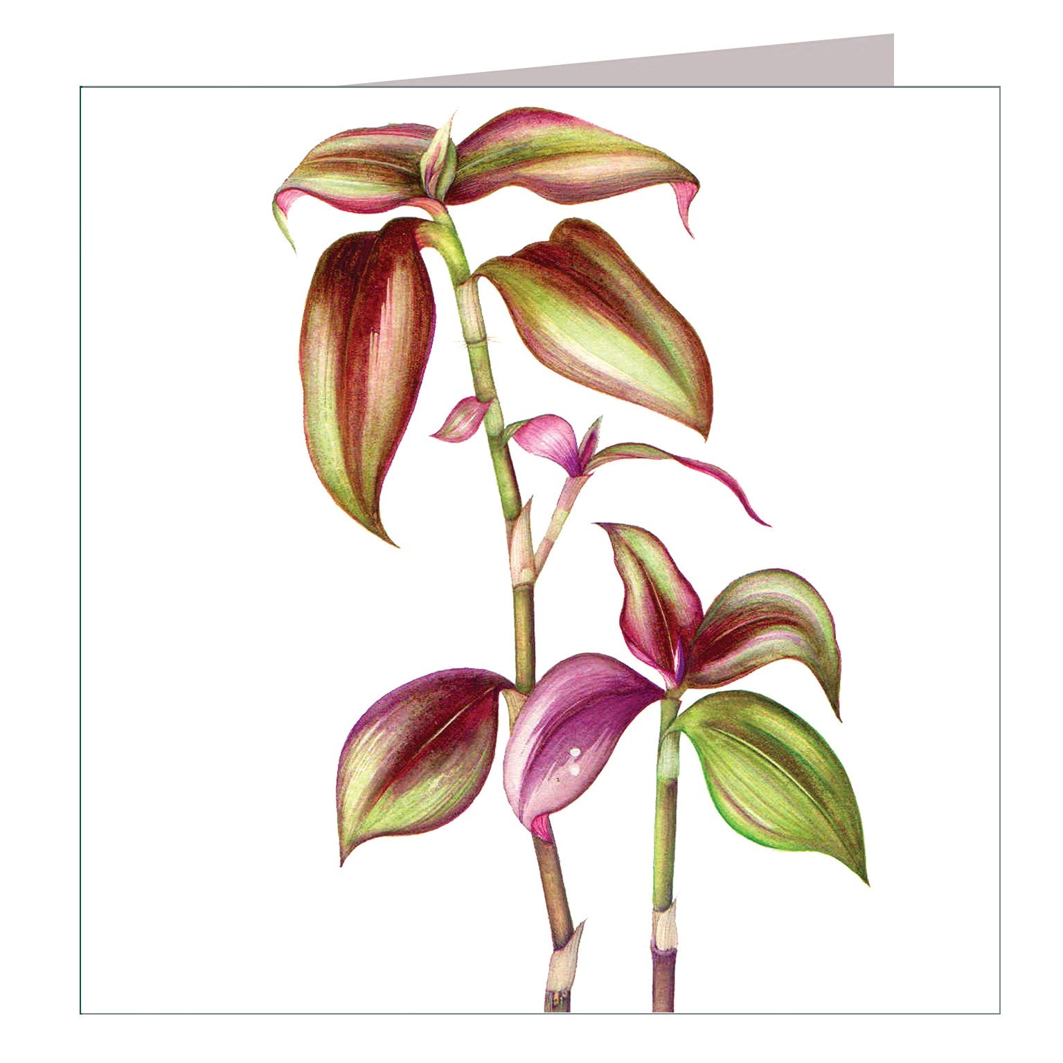 BT23 tradescantia greetings card