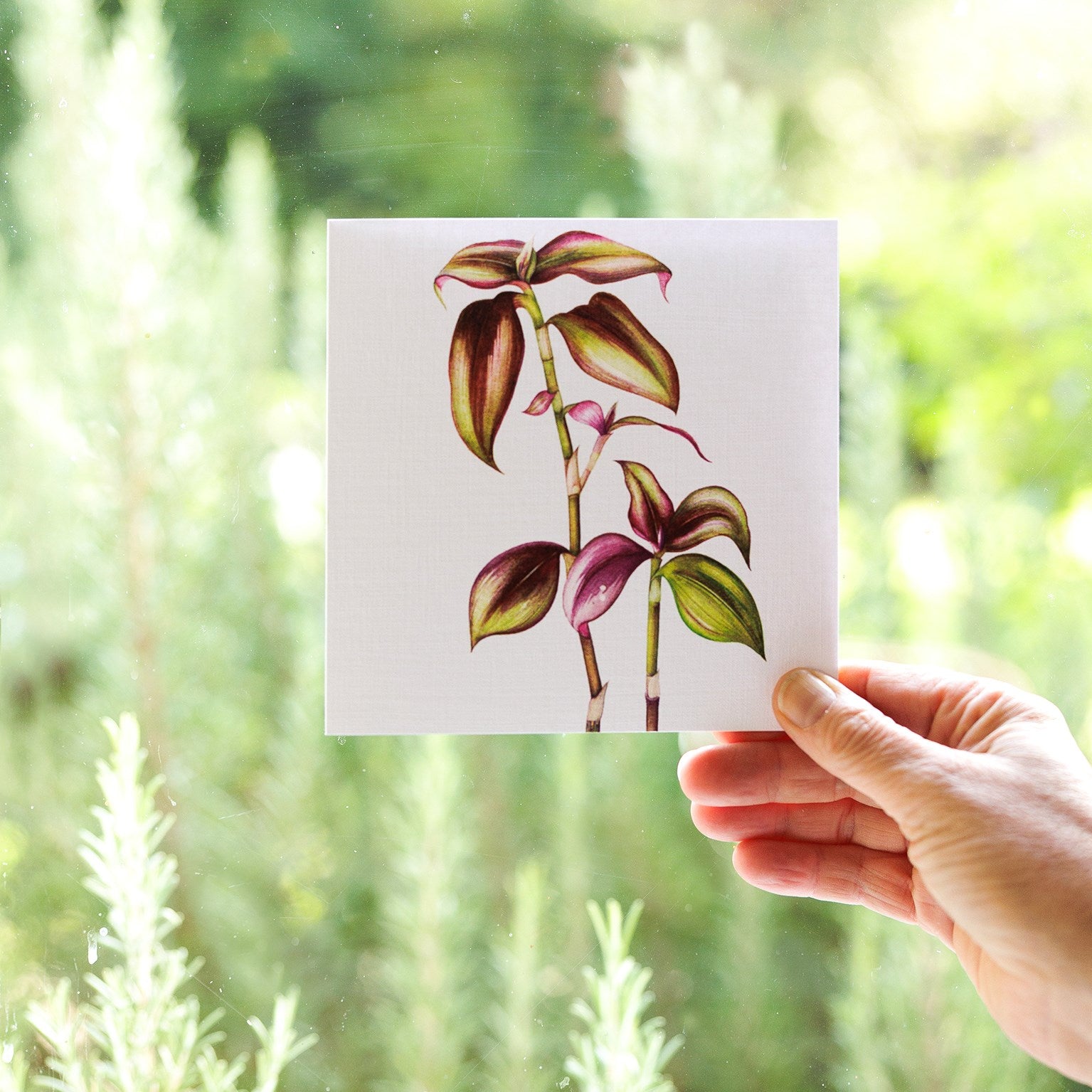 BT23 tradescantia greetings card