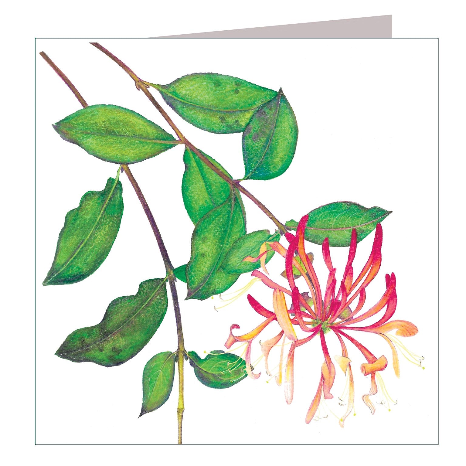 BT24 honeysuckle greetings card