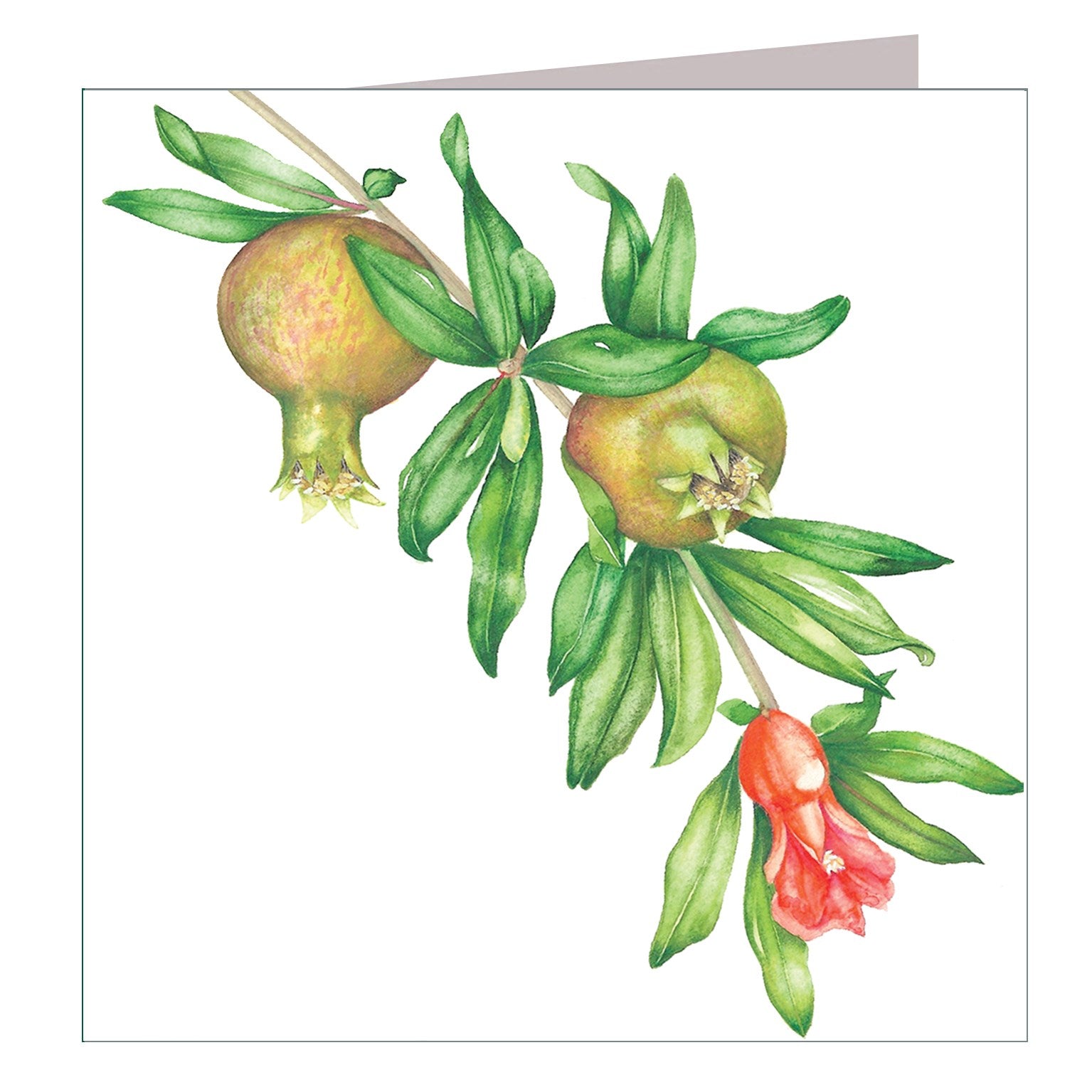 BT25 young pomegranates greetings card